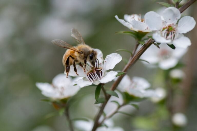 Bee Buddy